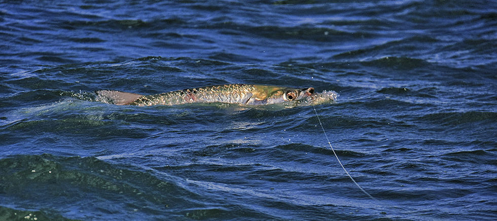 Tarpon fishing on the fly