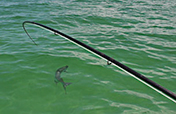 Florida Keys Tarpon Fishing - Fly Fishing