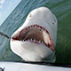Florida Keys Shark Fishing